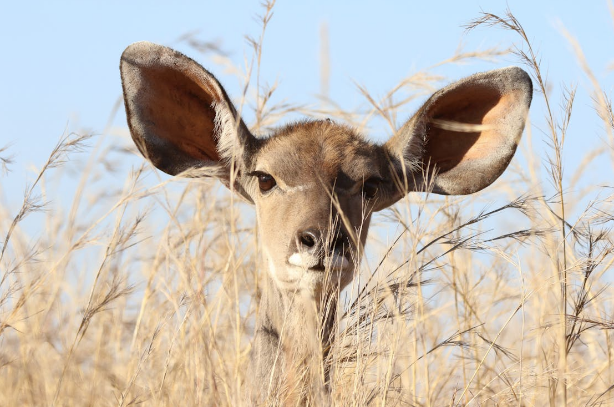 deer with large ears